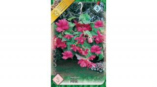 Begónia Csüngő  Pink 3db/cs