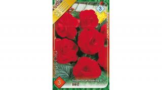 Begónia Double Large flowering Red 3db/cs