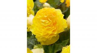 Begónia  Double Large Yellow 3db/cs