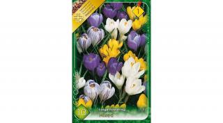 Crocus virághagyma  8-db large flowering vernus Mixed