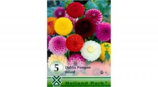 Dália gumó pompom mix 5-db