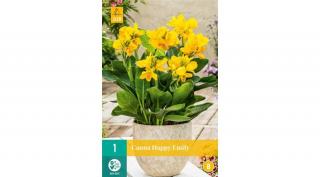 Jub Holland Canna virág Happy Emily 1-db