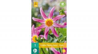 Jub Holland Dália gumó Honka Roze Pink 1-db
