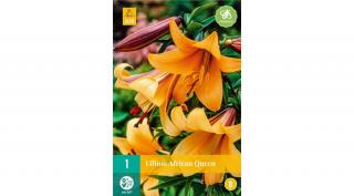Jub Holland Liliom Africa Queen virághagyma 1-db