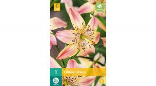 Jub Holland Liliom Corsage virághagyma 1-db