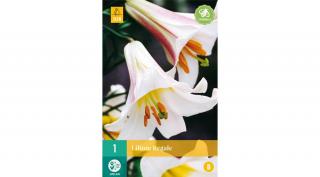Jub Holland Liliom Regale virághagyma 1-db
