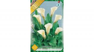 Kála Zantedeschia Fehér 1db/cs