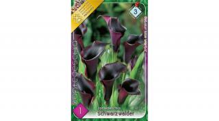 Kála Zantedeschia Fekete 1db/cs