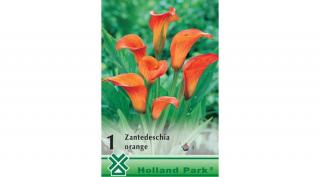 Kála Zantedeschia Orange