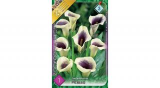 Kála Zantedeschia Picasso 1db/cs