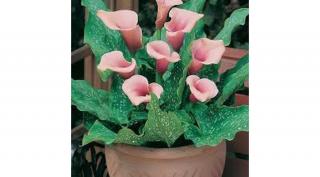 Kála Zantedeschia Pink 1db/cs