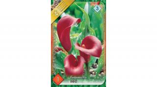 Kála Zantedeschia Red 1db/cs