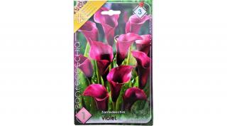 Kála Zantedeschia Violet 1db/cs
