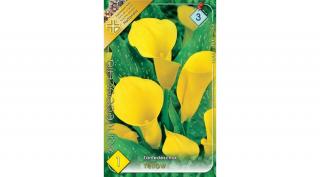 Kála Zantedeschia Yellow 1db/cs