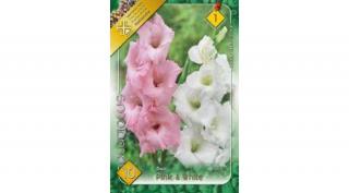 Kardvirág Gladiolus Duo Pink White 10db/cs