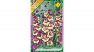 Kardvirág Gladiolus Dynamite 8db/cs