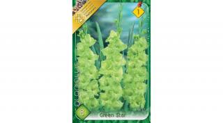 Kardvirág Gladiolus Green Star 8db/cs