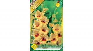 Kardvirág Gladiolus Jester 10db/cs