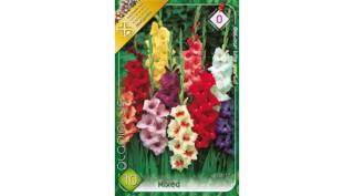 Kardvirág Gladiolus Mixed 10 db/cs