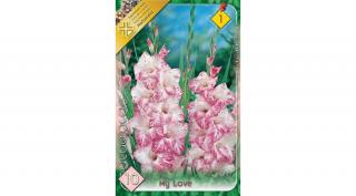 Kardvirág Gladiolus   My Love 10db/cs