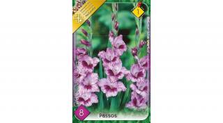 Kardvirág Gladiolus Passos 10db/cs