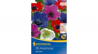 Kiepenkerl Anemone coronaria De Caen Mix szellőrózsa virághagymák 20db