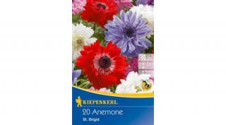 Kiepenkerl Anemone coronaria St Brigid mix szellőrózsa virághagymák 15db