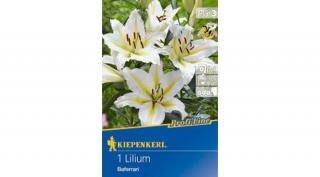 Kiepenkerl Baferrari Liliom 1db