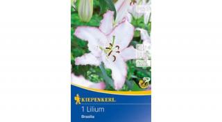Kiepenkerl Brasilia Liliom 1db