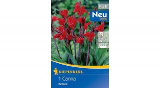 Kiepenkerl Canna Brillant 1db/cs