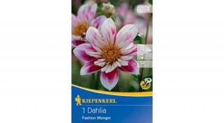 Kiepenkerl Dália gumó Fashion Monger1db/cs