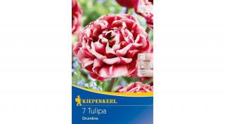 Kiepenkerl Drumline kései teltvirágú tulipánhagymák 5db