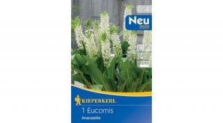 Kiepenkerl Eucomis autumnalis Üstökliliom ananászliliom fehér 1db