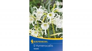 Kiepenkerl Hymenocallis Ismene pókliliom 2db