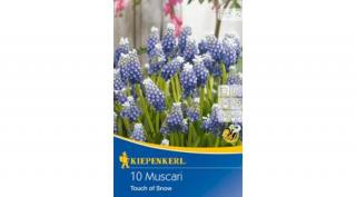 Kiepenkerl Muscari Gyöngyike Touch of Snow 10db