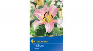 Kiepenkerl Profi-Line Liliom Urandi 1db