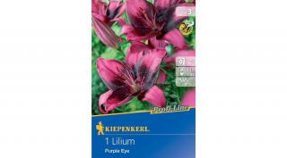 Kiepenkerl Purple Eye Liliom  1db