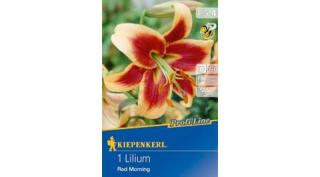 Kiepenkerl Red Morning Liliom 1db