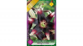 Liliom  Asiatic  Netty Pride 1-db os