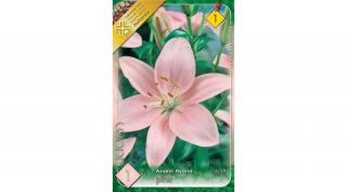 Liliom  Asiatic   Pink 1-db-os