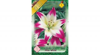 Liliom  Asiatic Pink white 1-db-os