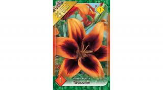 Liliom  Asiatic Twosome 1-db -os