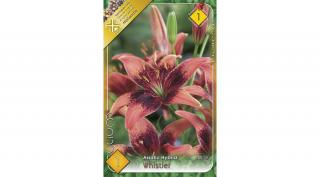 Liliom  Asiatic   Whistler 1-db-os