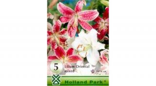 Liliom Oriental mix 5-db-os