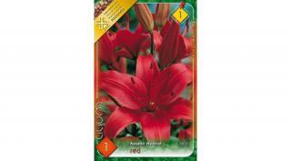 Liliom red 1-db-os