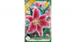 Liliom stargazer 1-db-os