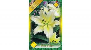 Liliom White-yellow 1-db-os