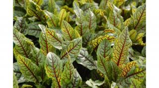 Rumex sarguineus Díszsóska Cs10