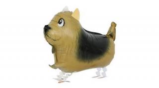 Sétáló yorkshire terrier sétáló fólia