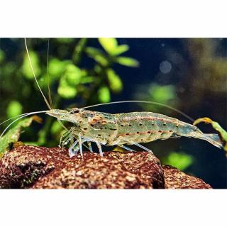 Amano garnéla /Caridina multidentata/